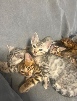 Reinrassige Bengal Kitten - Reichelsheim (Wetterau)