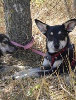 Aktive Anouk sucht ihre Menschen - Kleinostheim