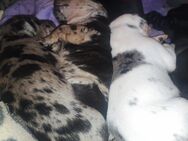 Louisiana Catahoula Leopard Dog Welpen - Grafschaft