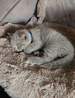 Bkh katzen in Farbe blau grau - Kronburg