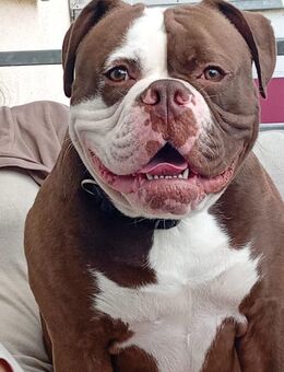 Neues Zuhause gesucht - Neuruppin