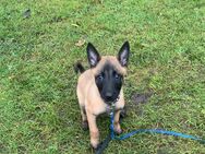 Belgische Schäferhund Malinois Welpen - Visbek