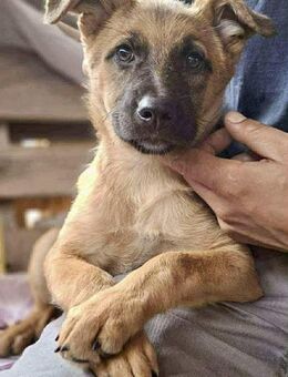 Shiva 3,5 Monate jung, sucht Liebe - Koblenz