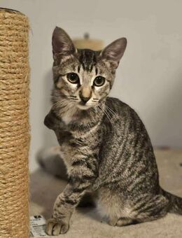 Tapfere Tracy - Margetshöchheim