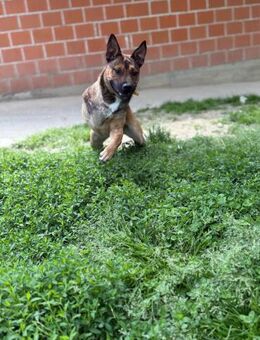 Powerhündin Nelly - Ellerbek