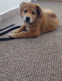 Die kleine Maus sucht noch ihr zuhause - Niederkrüchten