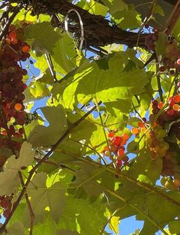 Gartenwohnung, frisch renoviert mit neuer Heiztechnik, 4+2 Zimmer - Gilching