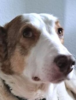 HELEN, lieb und sanft - Hof