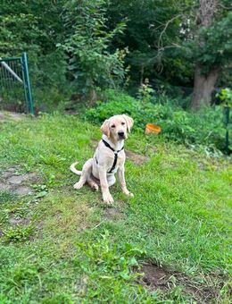 Labrador Welpe sucht liebevolles Für-Immer-Zuhause 🐾 - Meschede (Kreis- und Hochschulstadt) Zentrum