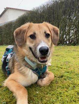 🐶✨ Sanfter Junghund Vino ✨🐶 - Eislingen (Fils)