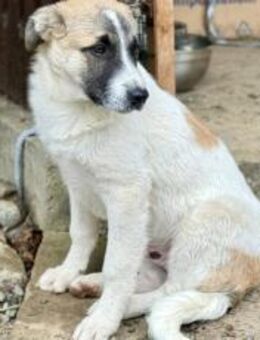 Bringt du Limoncelo das Hunde-1x1 bei? - München