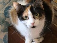 🐱 Bambi sucht Geborgenheit 🐱NOTFALL - Eislingen (Fils)