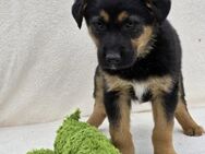 NICO - Hundekind sucht Familie - Sulzbach-Laufen