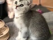 Noch zwei Männchen! Reinrassige BKH Kitten suchen ihre Menschen - Siegen (Universitätsstadt) Geisweid