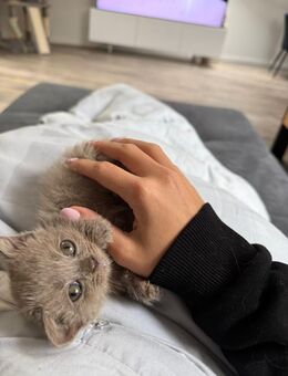 BKH Kitten - Wesseling Zentrum