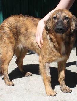 Zauberhafte CLIVIA - zum verlieben - Velbert