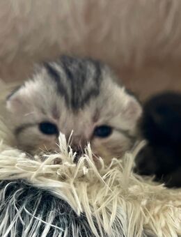 BKH Kitten, Tabby und Blue - Limbach-Oberfrohna Zentrum