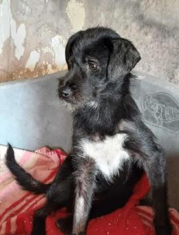 ADA (liebevoll, einäugig, fröhlich) - Köln