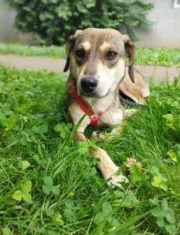 Nalla kleine Lady sucht großes Glück! - Eixen