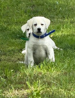 Weisse Labradorwelpen o.P. zu verkaufen - Bad Saulgau Zentrum