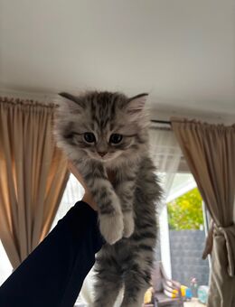 Sibirische Katze - Köln