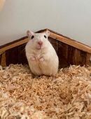 Mongolische Rennmaus zu vermitteln in 47906