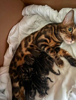 Bengal Kitten XXL Rosetten mit Stammbaum - Bergkamen