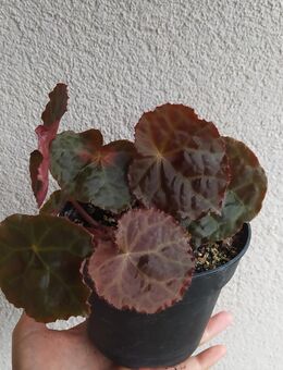 Begonia mumtaz - Eschbach (Landkreis Südliche Weinstraße)