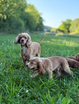 Englischer Golden Cocker Spaniel - Saarbrücken