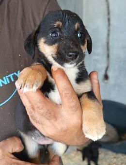 Elke 💗 verspieltes, liebes Hundemädchen - Hamburg