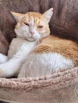 Unsere zarte und verkuschelte Maya - Berlin