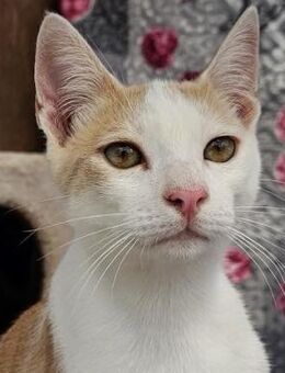 Süßer Buster sucht liebevolles Zuhause - Bergkirchen