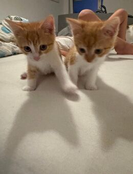 Kitten /Kater - Durach