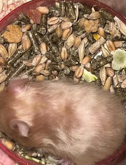 Hamsterbabys abzugeben. - Bargstedt (Niedersachsen)