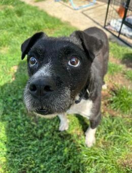 Thea sucht ein liebevolles Zuhause - Nordwalde