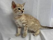 Siam Bengal Mix Kitten Platz vor Preis - Hamburg Altona