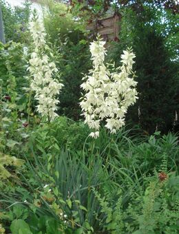 Yucca filementosa, winterhart - Soest