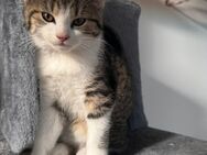 Kitten in gute Hände abzugeben - Gelsenkirchen