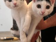 2 Scherstern brauchen neue Besitzer - Kümmersbruck