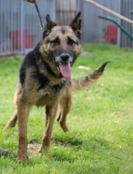 Petunia - dringend Zuhause gesucht - Lohra