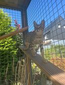 1. jährige Savannah- Dame (inkl. Ahnentafel) in 56472