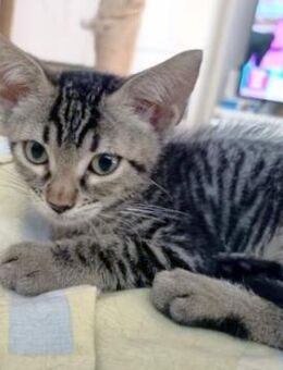 Junger, neugieriger Kater Ciro - Karlsruhe