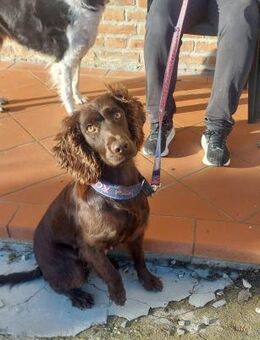 Ruby - Wachtelhündin vom Züchter - Würzburg