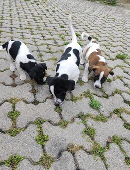Jack Russell Welpen - Röckingen