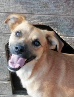 Saquata - Rotenburg (Fulda)