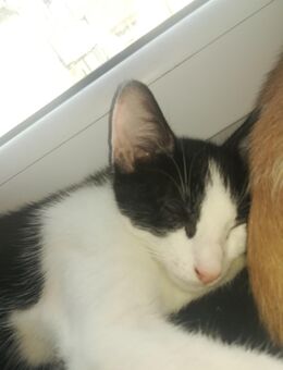 3 Monate alte Kater (EKH) - Bruchsal