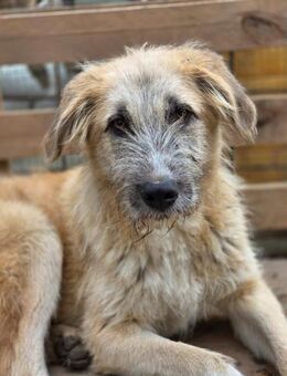 Speedy - gechillt, ruhig, lieb (I) - Ludwigshafen (Rhein)