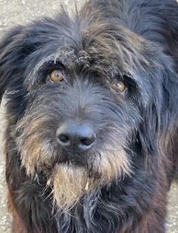 Novi, geb. ca. 05/2022, Griechenland - Euskirchen