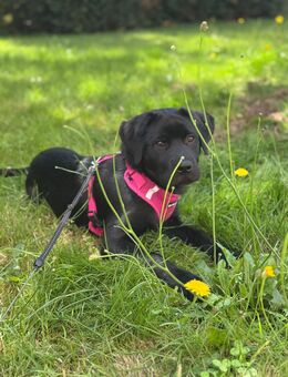 Labrador Weibchen - Konz