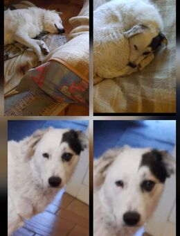 Jack 1,5 Jahre ist jetzt bereit in eine Familie in ein neues Zuhause zu ziehen - Niedere Börde